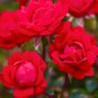 Rosa 'Double Knock Out®' - vörös - virágágyi floribunda rózsa