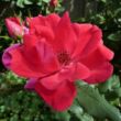 Kép 1/3 - Rosa 'Knock Out®' - vörös - virágágyi floribunda rózsa