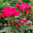 Rosa 'Knock Out®' - vörös - virágágyi floribunda rózsa