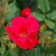 Rosa 'Knock Out®' - vörös - virágágyi floribunda rózsa