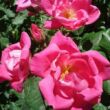 Rosa 'Pink Knock Out®' - rózsaszín - virágágyi floribunda rózsa