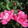 Rosa 'Pink Knock Out®' - rózsaszín - virágágyi floribunda rózsa
