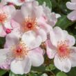 Rosa 'Astronomia®' - rózsaszín - virágágyi floribunda rózsa