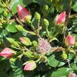 Kép 3/3 - Rosa 'Astronomia®' - rózsaszín - virágágyi floribunda rózsa