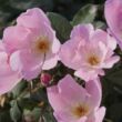 Rosa 'Alaska®' - rózsaszín - virágágyi floribunda rózsa