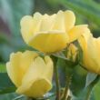 Rosa 'Sunny Knock Out®' - sárga - virágágyi floribunda rózsa