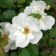 Kép 1/3 - Rosa 'White Knock Out®' - fehér - virágágyi floribunda rózsa