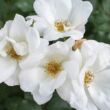 Kép 2/3 - Rosa 'White Knock Out®' - fehér - virágágyi floribunda rózsa