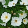 Kép 3/3 - Rosa 'White Knock Out®' - fehér - virágágyi floribunda rózsa