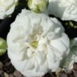 Kép 1/3 - Rosa 'Icy Drift®' - fehér - talajtakaró rózsa