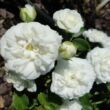Kép 2/3 - Rosa 'Icy Drift®' - fehér - talajtakaró rózsa