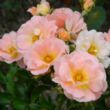Rosa 'Peach Drift®' - narancssárga - talajtakaró rózsa