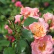 Kép 3/3 - Rosa 'Peach Drift®' - narancssárga - talajtakaró rózsa