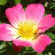 Kép 1/3 - Rosa 'Pink Drift®' - rózsaszín - talajtakaró rózsa
