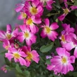 Kép 2/3 - Rosa 'Pink Drift®' - rózsaszín - talajtakaró rózsa