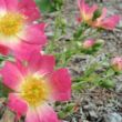 Rosa 'Pink Drift®' - rózsaszín - talajtakaró rózsa
