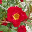 Kép 1/3 - Rosa 'Red Drift®' - vörös - talajtakaró rózsa