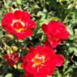 Rosa 'Red Drift®' - vörös - talajtakaró rózsa