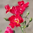 Kép 3/3 - Rosa 'Red Drift®' - vörös - talajtakaró rózsa