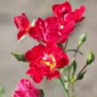 Rosa 'Red Drift®' - vörös - talajtakaró rózsa