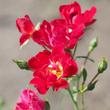 Kép 3/3 - Rosa 'Red Drift®' - vörös - talajtakaró rózsa