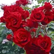 Kép 2/3 - Rosa 'Amadeus®' - vörös - climber, futó rózsa