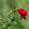 Kép 3/3 - Rosa 'Amadeus®' - vörös - climber, futó rózsa