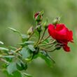 Rosa 'Amadeus®' - vörös - climber, futó rózsa