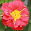 Kép 1/3 - Rosa 'Bajazzo®' - rózsaszín - climber, futó rózsa
