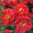 Kép 2/3 - Rosa 'Bajazzo®' - rózsaszín - climber, futó rózsa
