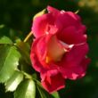 Rosa 'Bajazzo®' - rózsaszín - climber, futó rózsa
