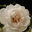 Kép 1/3 - Rosa 'Hella®' - fehér - climber, futó rózsa