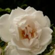 Kép 1/3 - Rosa 'Hella®' - fehér - climber, futó rózsa