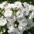 Kép 2/3 - Rosa 'Hella®' - fehér - climber, futó rózsa