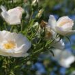 Kép 3/3 - Rosa 'Hella®' - fehér - climber, futó rózsa