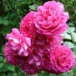 Rosa 'Laguna®' - rózsaszín - climber, futó rózsa
