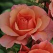 Kép 1/3 - Rosa 'Aprikola®' - narancssárga - virágágyi floribunda rózsa