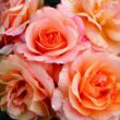 Rosa 'Aprikola®' - narancssárga - virágágyi floribunda rózsa