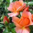 Kép 3/3 - Rosa 'Aprikola®' - narancssárga - virágágyi floribunda rózsa