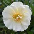 Kép 1/3 - Rosa 'Diamant®' - fehér - talajtakaró rózsa