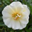 Kép 1/3 - Rosa 'Diamant®' - fehér - talajtakaró rózsa