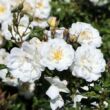 Kép 2/3 - Rosa 'Diamant®' - fehér - talajtakaró rózsa