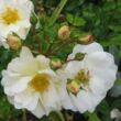 Kép 3/3 - Rosa 'Diamant®' - fehér - talajtakaró rózsa