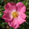 Kép 1/3 - Rosa 'Fortuna®' - rózsaszín - virágágyi floribunda rózsa