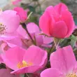 Kép 3/3 - Rosa 'Fortuna®' - rózsaszín - virágágyi floribunda rózsa