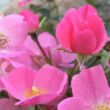 Rosa 'Fortuna®' - rózsaszín - virágágyi floribunda rózsa