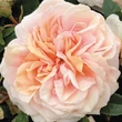 Kép 1/3 - Rosa 'Garden of Roses®' - rózsaszín - virágágyi floribunda rózsa