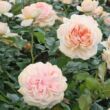 Rosa 'Garden of Roses®' - rózsaszín - virágágyi floribunda rózsa