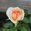 Kép 3/3 - Rosa 'Garden of Roses®' - rózsaszín - virágágyi floribunda rózsa