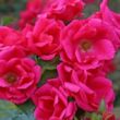 Rosa 'Gartenfreund®' - rózsaszín - virágágyi floribunda rózsa